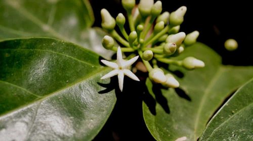 muira puama benefits