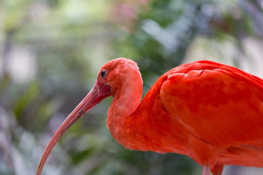 Visit 10 Best Bird Sanctuary Near Delhi By News Web Zone
