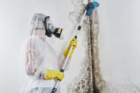 Mold remover