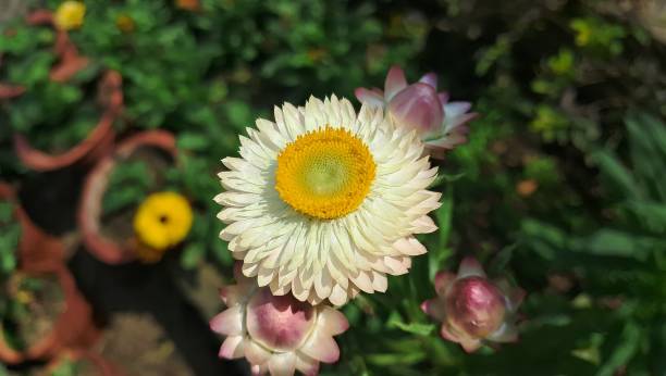 Helichrysum