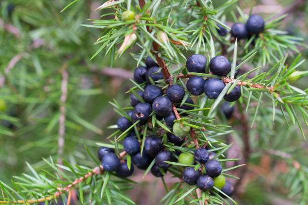 Juniper Berry