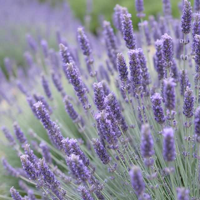 Lavender