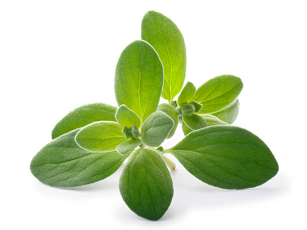 Marjoram