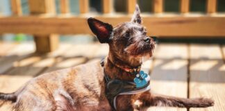 Home Remedies for Mange In Dogs: Symptoms, Causes And Treatment Home Remedies for Mange In Dogs