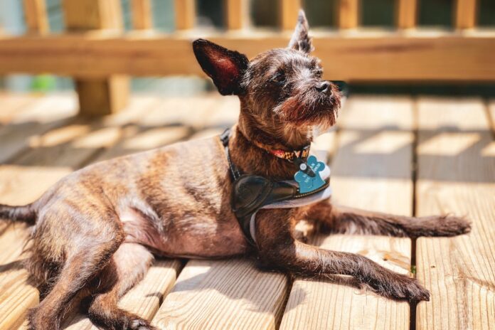 Home Remedies for Mange In Dogs